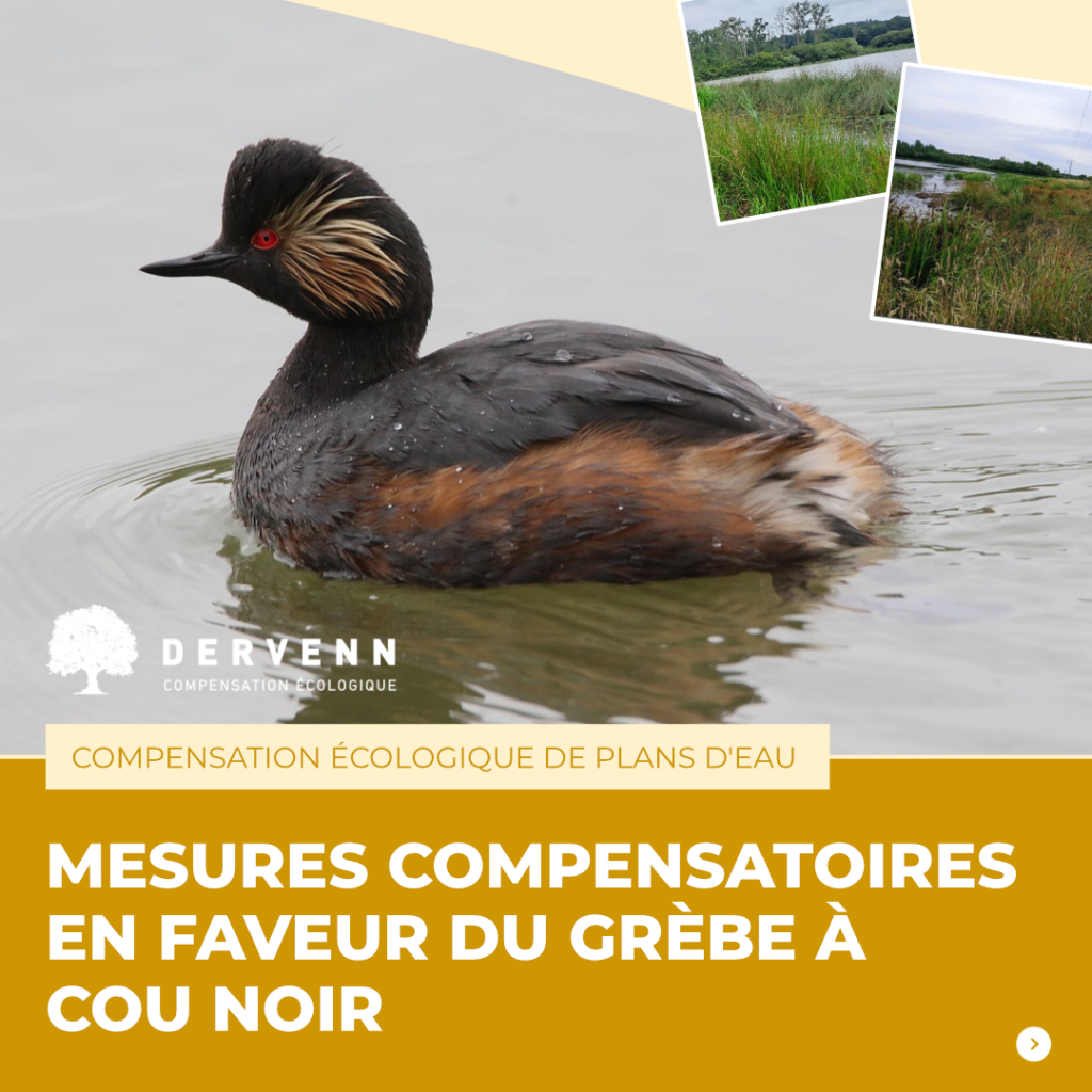 Mesures compensatoires en faveur du Grèabe à cou noir