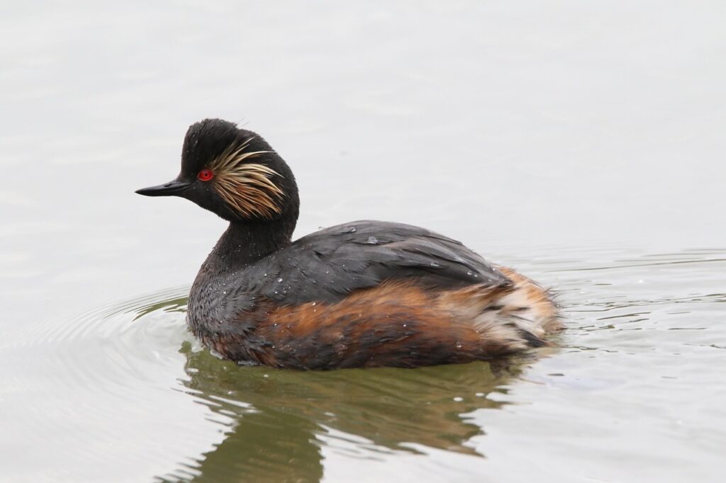 Grèbe à cou noir