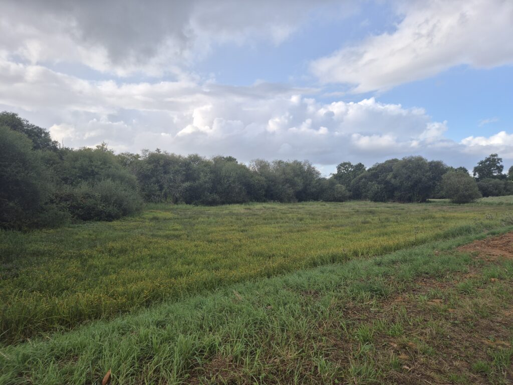 Prairie humide